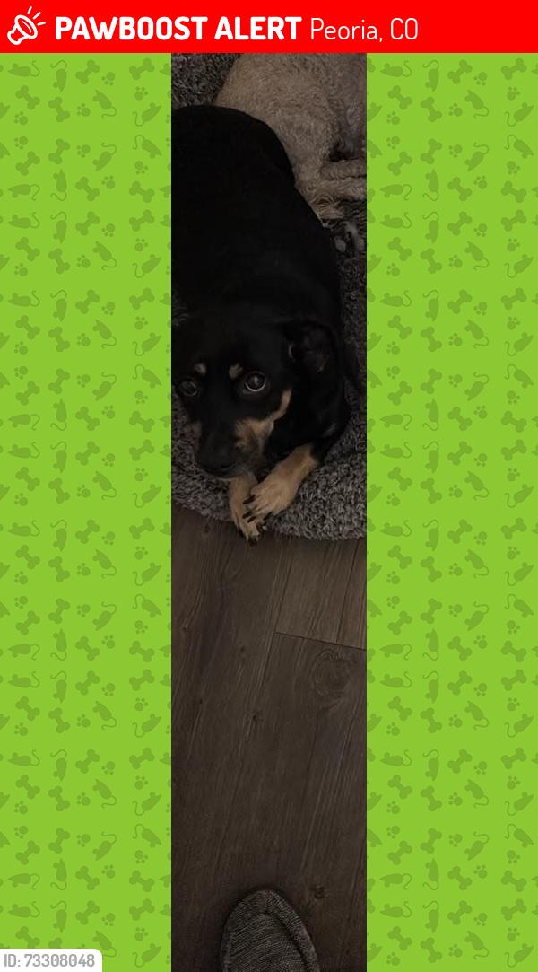 Lost Female Dog last seen By hotel 6, Peoria, CO 80103
