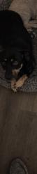 Lost Female Dog last seen By hotel 6, Peoria, CO 80103