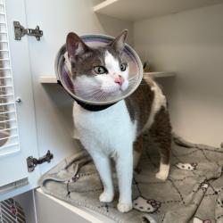Shelter Stray Male Cat last seen , 8020 Washington St, Port Richey, FL 34668, USA