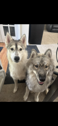 Reunited Unknown Dog last seen Running around in fields, Fishers, IN 46037
