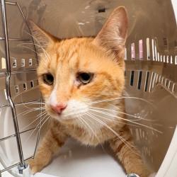 Shelter Stray Male Cat last seen , 5570 Sturmer Park Cir, Winston-Salem, NC 27105, USA