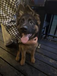 Reunited Male Dog last seen Gallatin Ave. and Neely’s Bend, Nashville, TN 37115