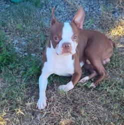 Reunited Male Dog last seen Chicken hses, Holly Pond, AL 35083
