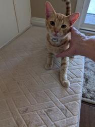Reunited Male Cat last seen Redwood Crest off Shadowridge and Sequoia Crest Vista, Vista, CA 92081