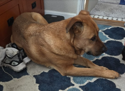 Reunited Male Dog last seen The park at 7th and Del Mar, Aurora, CO 80011
