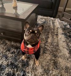 Lost Male Dog last seen Rio Seco dr, Pittsburg, CA 94565