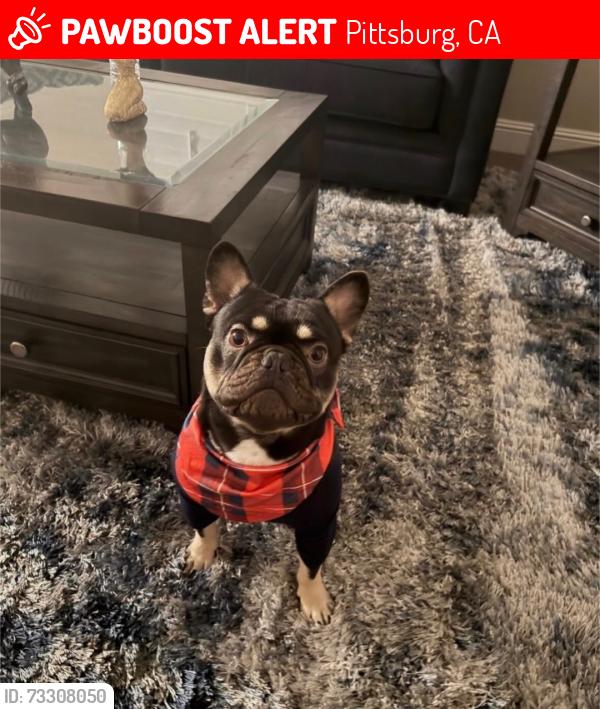 Lost Male Dog last seen Rio Seco dr, Pittsburg, CA 94565