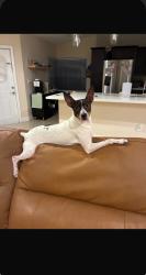 Lost Male Dog last seen Near bowmen elementary school, Miami, FL 33193