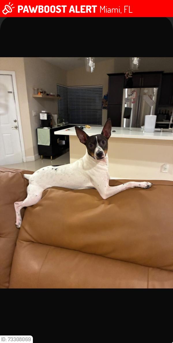 Lost Male Dog last seen Near bowmen elementary school, Miami, FL 33193