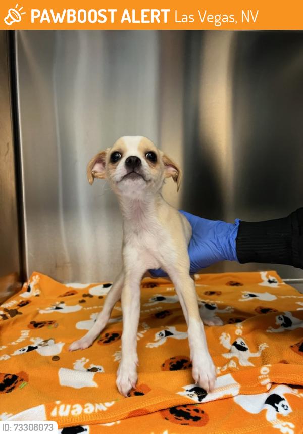 Found/Stray Male Dog last seen Near S Town Center Drive, Las Vegas, NV 89135