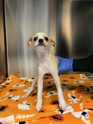 Found/Stray Male Dog last seen Near S Town Center Drive, Las Vegas, NV 89135
