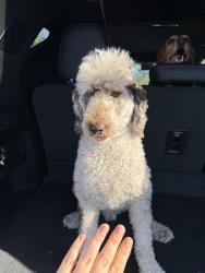 Reunited Male Dog last seen Near Avenida Diaz, La Quinta, CA 92253, USA, La Quinta, CA 92253