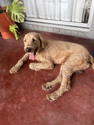 Reunited Male Dog last seen Cayton and Tipperary St, Houston, TX 77061