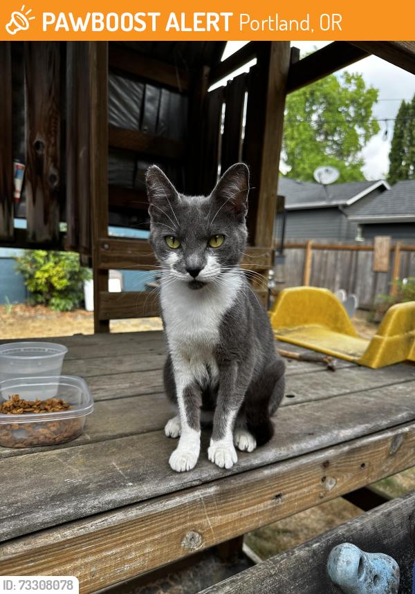 Found/Stray Male Cat last seen Near PCC Cascade Campus, Portland, OR 97217
