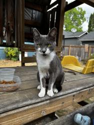 Found/Stray Male Cat last seen Near PCC Cascade Campus, Portland, OR 97217