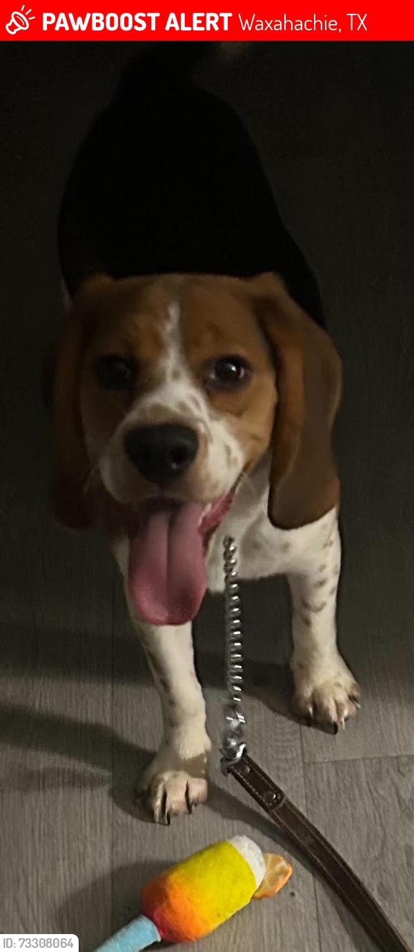 Lost Male Dog last seen Graveyard 287, business on right. Before hwy 35, Waxahachie, TX 75165