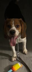 Lost Male Dog last seen Graveyard 287, business on right. Before hwy 35, Waxahachie, TX 75165