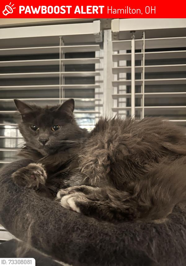 Lost Male Cat last seen Hamilton Mason Rd, Hamilton, OH 45011
