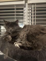 Lost Male Cat last seen Hamilton Mason Rd, Hamilton, OH 45011