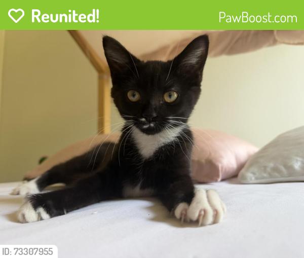 Reunited Female Cat last seen Antioch Church Road, Matthews, NC 28104