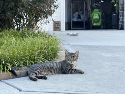 Found/Stray Unknown Cat last seen Johnson pond/optimist farm road, Wake County, NC 27539