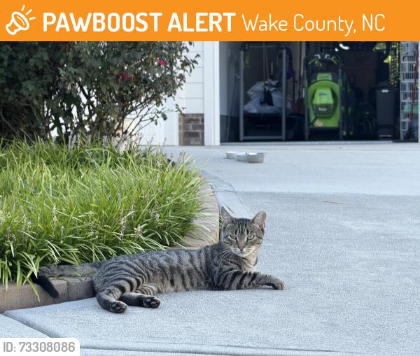 Found/Stray Unknown Cat last seen Johnson pond/optimist farm road, Wake County, NC 27539