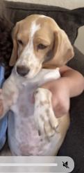 Lost Female Dog last seen Harris and baseline, Mesa, AZ 85204
