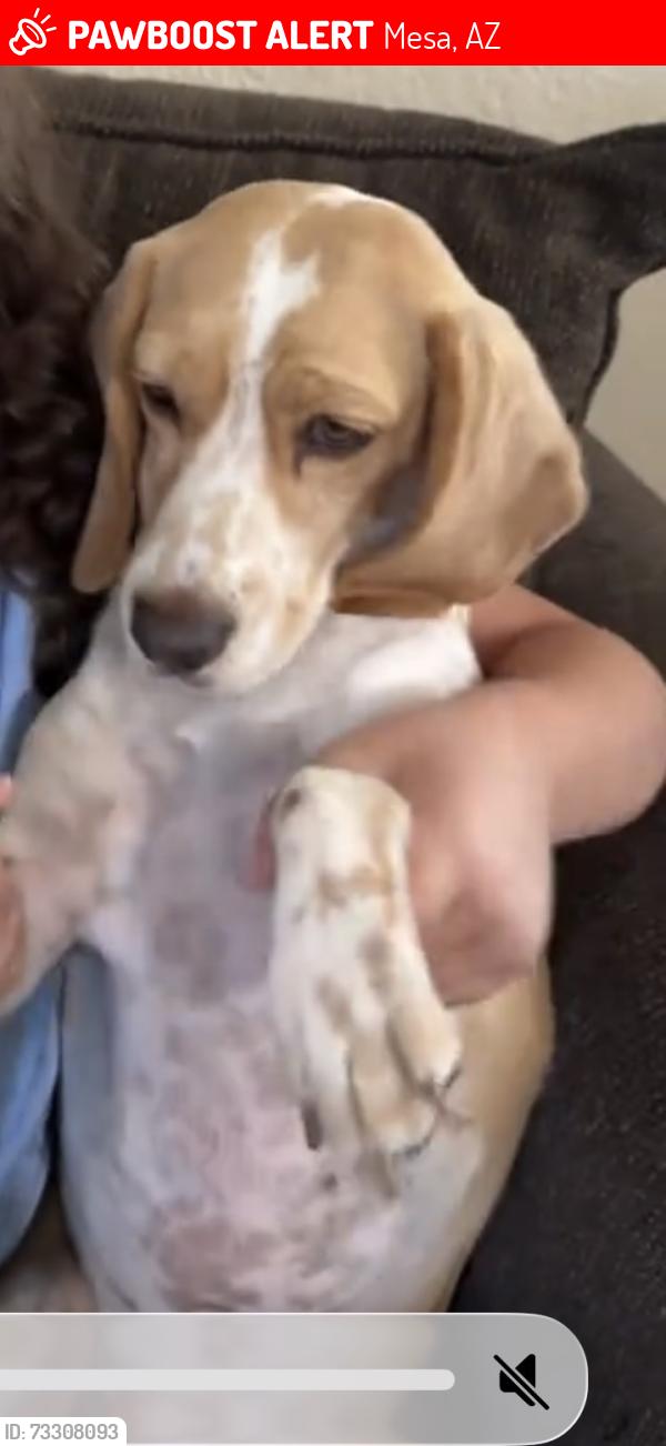 Lost Female Dog last seen Harris and baseline, Mesa, AZ 85204