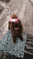 Reunited Female Dog last seen South Valley, NM, USA, South Valley, NM 87105