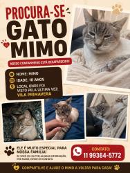 Lost Male Cat last seen Rua jose Manuel da Conceição, Vila Primavera, SP 03389-000