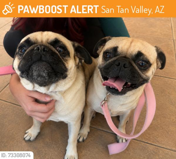 Found/Stray Male Dog last seen Gary & hunt hwy, San Tan Valley, AZ 85142