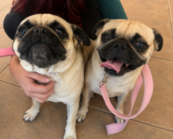Found/Stray Male Dog last seen Gary & hunt hwy, San Tan Valley, AZ 85142