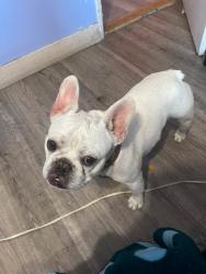 Lost Male Dog last seen Olimpic blv, Los Angeles, CA 90019