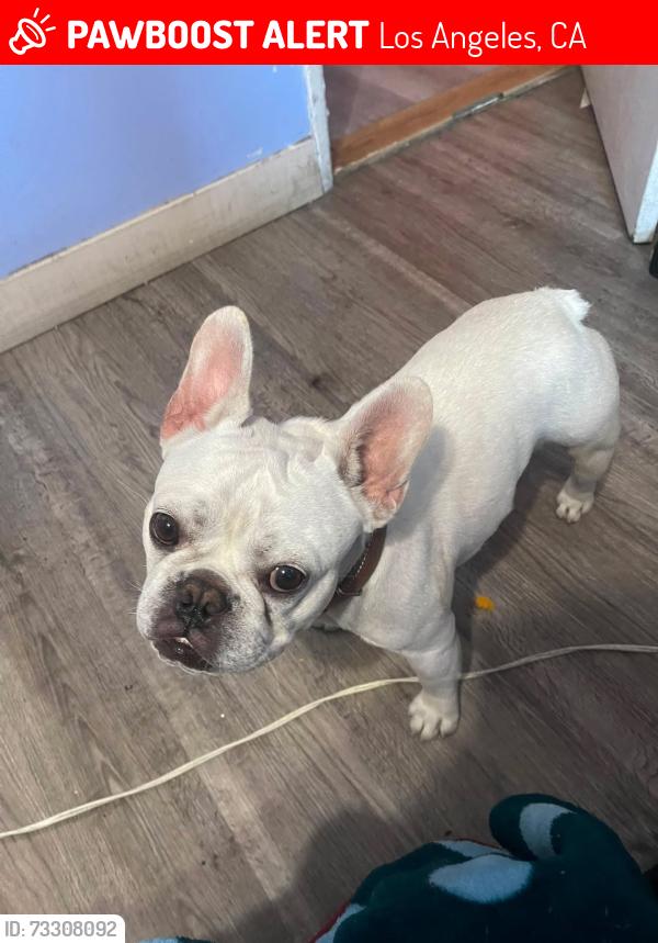 Lost Male Dog last seen Olimpic blv, Los Angeles, CA 90019