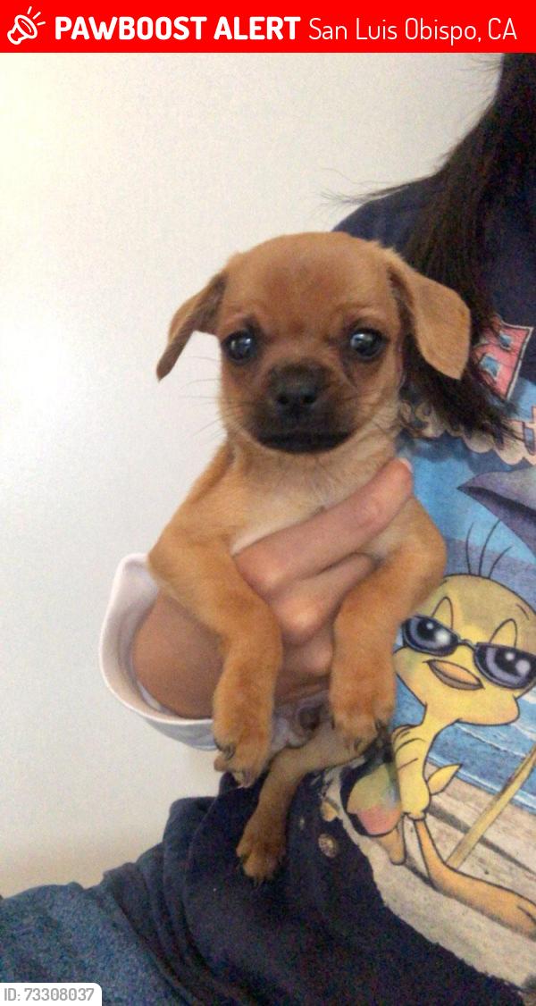 Lost Male Dog last seen Emersens Park San Luis Obispo, San Luis Obispo, CA 93401