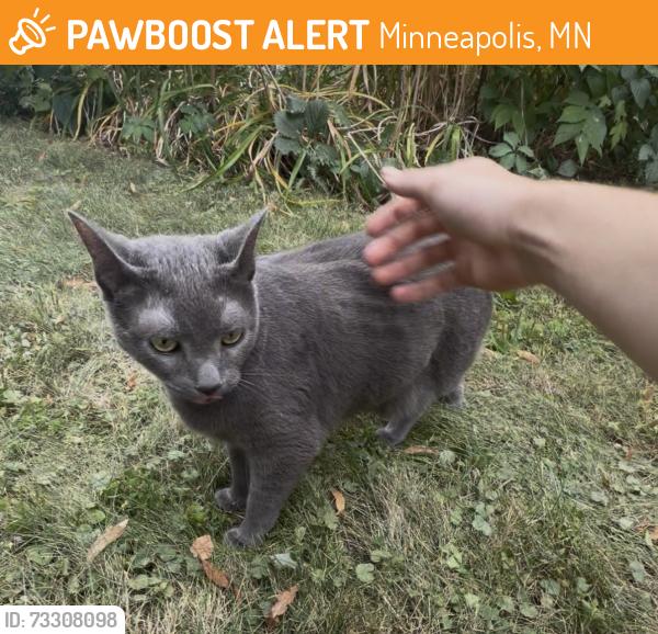 Found/Stray Unknown Cat last seen Zarthan Ave S, Excelsior, Minneapolis, MN 55416