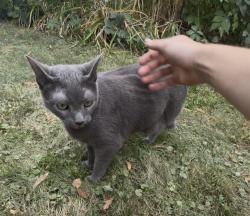 Found/Stray Unknown Cat last seen Zarthan Ave S, Excelsior, Minneapolis, MN 55416