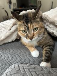 Reunited Female Cat last seen Near friendship road clarksboro nj, East Greenwich Township, NJ 08020
