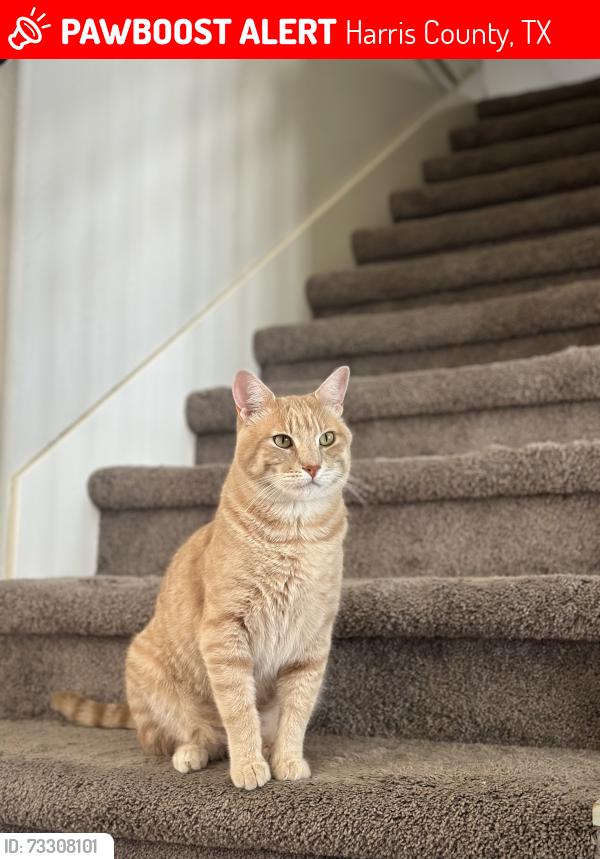 Lost Male Cat last seen Rosegold Way, Harris County, TX 77379
