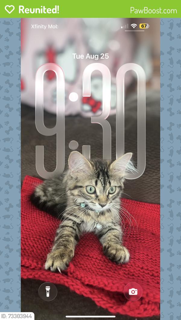 Reunited Female Cat last seen Augusta ave, Elgin, IL 60120
