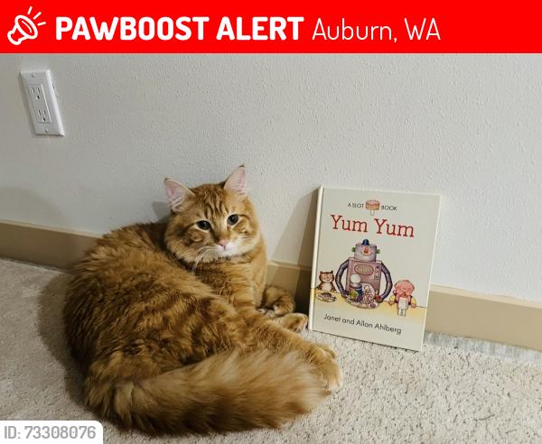 Lost Male Cat last seen Not sure, Auburn, WA 98002