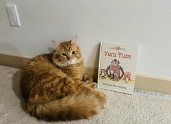 Lost Male Cat last seen Not sure, Auburn, WA 98002