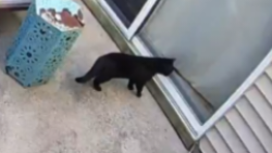 Found/Stray Unknown Cat last seen Route 33 & W. Jumping Brook, Neptune (Hamilton Commons), Tinton Falls, NJ 07753