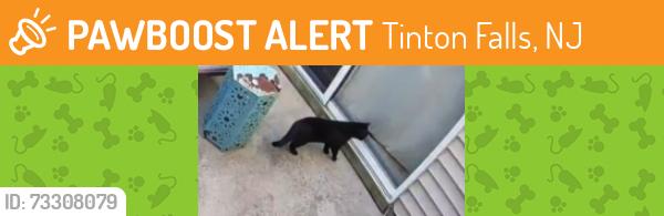 Found/Stray Unknown Cat last seen Route 33 & W. Jumping Brook, Neptune (Hamilton Commons), Tinton Falls, NJ 07753