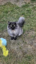 Lost Male Cat last seen Picasso Way SS3 9UZ, Shoeburyness, England SS3 9UZ