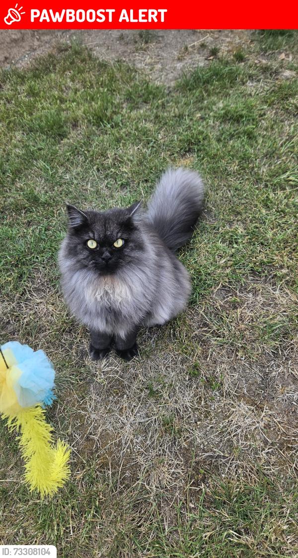 Lost Male Cat last seen Picasso Way SS3 9UZ, Shoeburyness, England SS3 9UZ