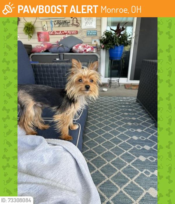 Found/Stray Male Dog last seen Route 4 - Bicentennial Park, Monroe, OH 45044