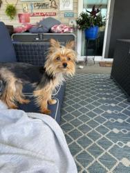 Found/Stray Male Dog last seen Route 4 - Bicentennial Park, Monroe, OH 45044