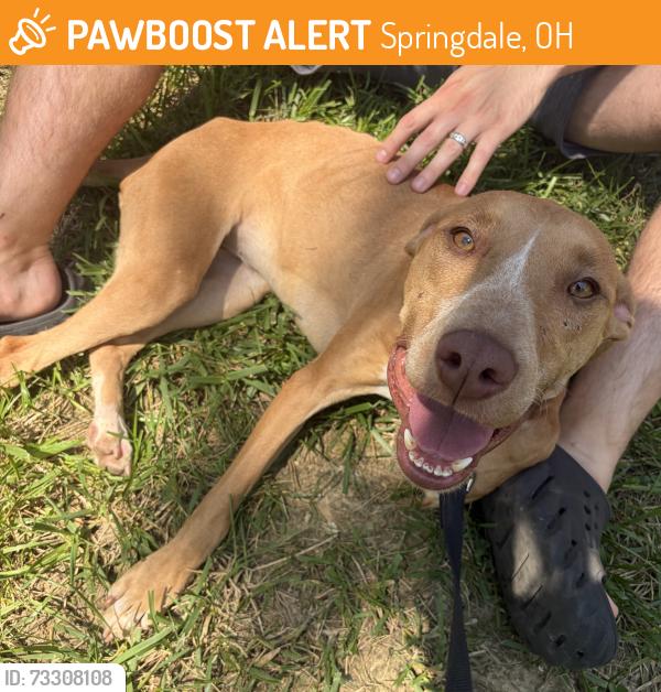 Found/Stray Female Dog last seen Carriage court apmts, Springdale, OH 45246