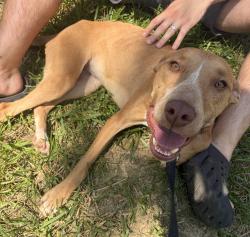 Found/Stray Female Dog last seen Carriage court apmts, Springdale, OH 45246